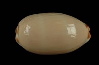 藏品(雨絲寶螺)的圖片